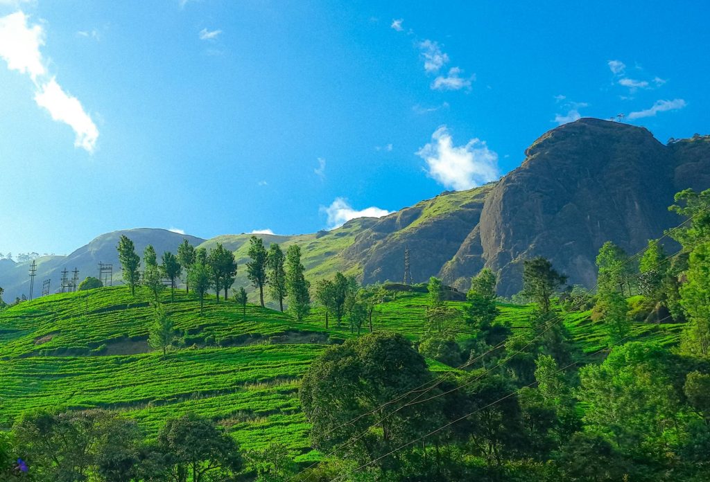Tea-covered hillsides below rock faces in the Western Ghats, Kerala — the kind of cultivated upland where forest, farmland and settlement meet.